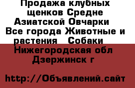 Продажа клубных щенков Средне Азиатской Овчарки - Все города Животные и растения » Собаки   . Нижегородская обл.,Дзержинск г.